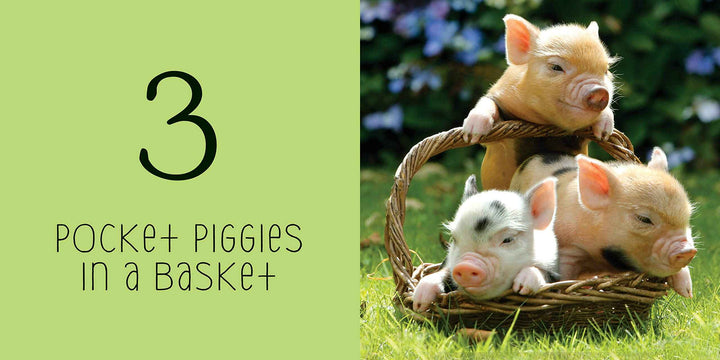 POCKET PIGGIES NUMBERS!